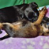 Image00010